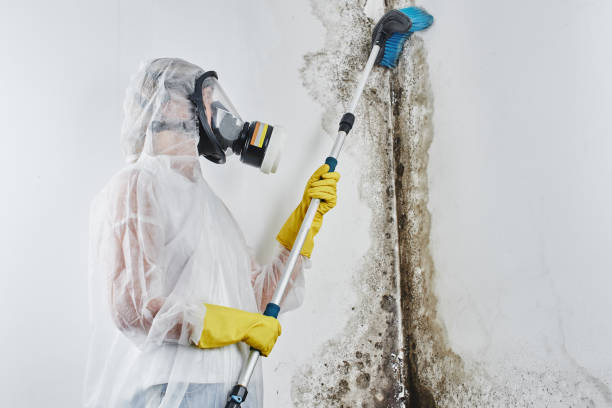 Best Basement Mold Remediation in Plain City, OH