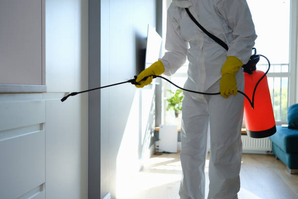 Best White Mold Remediation in Plain City, OH