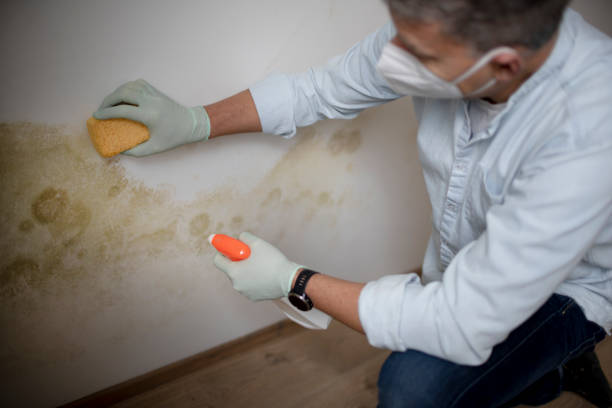 Best Residential Mold Remediation in Plain City, OH